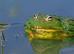 ピクシーフロッグ (アフリカオオウシガエル):大きさ、行動、飼育ガイド 