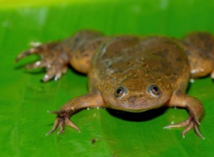 Африканская шпорцевая лягушка (Xenopus laevis):от пионера теста на беременность до глобальной инвазивной угрозы 