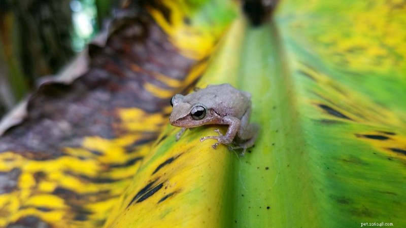 Rana Coqui:l icona portoricana diventata una minaccia invasiva alle Hawaii 