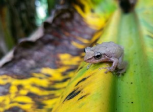 코퀴 개구리(Coqui Frog):푸에르토리코의 아이콘이 하와이에서 침략적 위협으로 변모함 