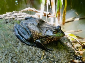 Bullfrog:Nordamerikas största amfibie och dess globala invasiva inverkan 