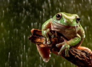 White s Tree Frog:Det vänliga australiensiska husdjuret – och varför övermatning är viktig 