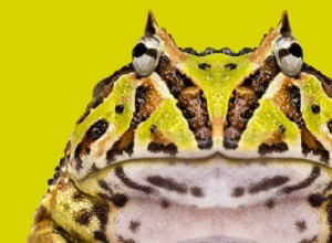 Horned Frog (Ceratophrys):Bakhållsrovdjuret som sväljer ormar 