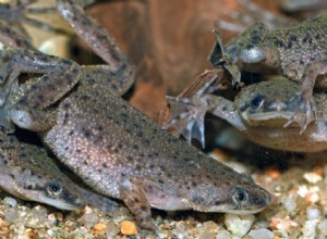 Руководство по уходу за африканской карликовой лягушкой:водные домашние животные, не требующие особого ухода 