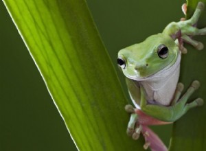 アマガエル:木登りの達人、コミュニケーションの達人、スキンブリーザー 