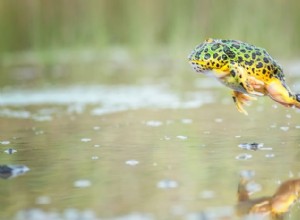 Pacman Frog Care 101:Habitat, utfodring och livslängd förklaras 