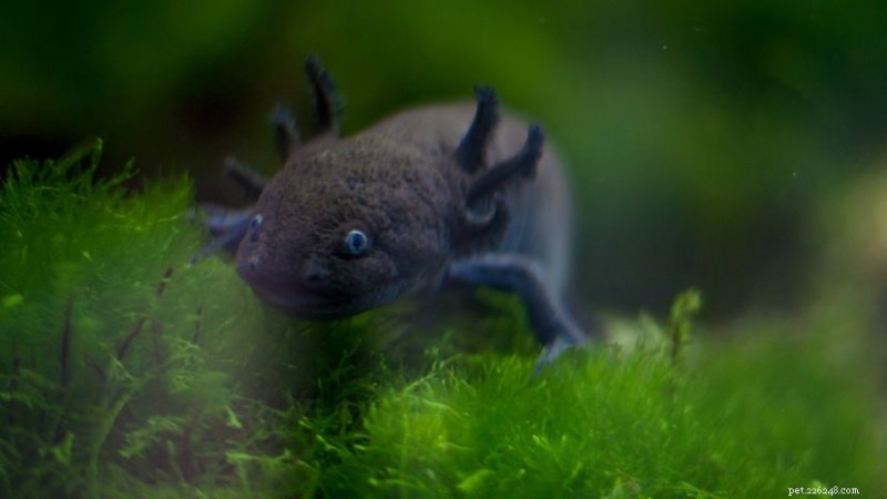 13 superbes formes d axolotl que tout amateur devrait connaître 