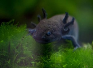 13 fantastiska Axolotl Morphs alla entusiast bör känna till 
