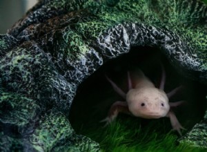 Axolotl färgvariationer:från vilda typer till labbtillverkade och digitala fantasier 