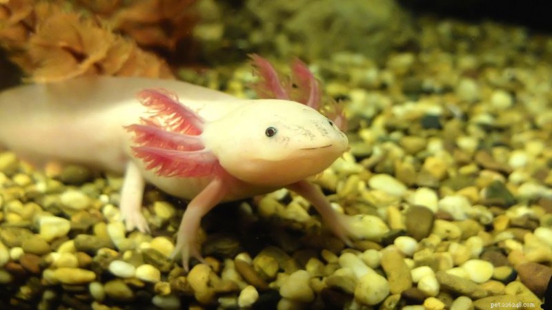6 Ameaças aos Axolotes:Predadores e Impacto Humano nos Anfíbios Ameaçados do México 