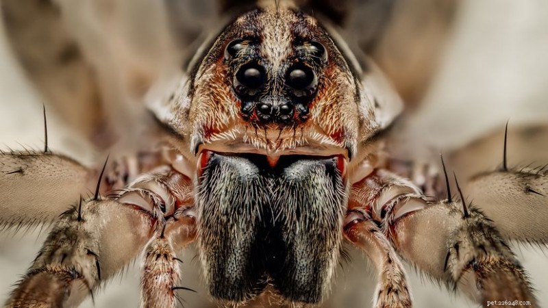 Como você chama um grupo de aranhas? Explorando Substantivos Coletivos de Aranha 