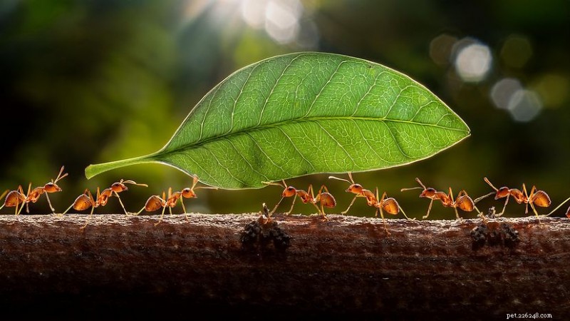 Noms collectifs de fourmis démystifiés :explication de la colonie, de l essaim et de l armée 