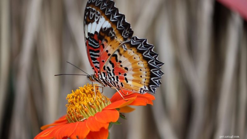 10 papillons rouges vibrants couvrant l Inde, la Floride et l Europe 