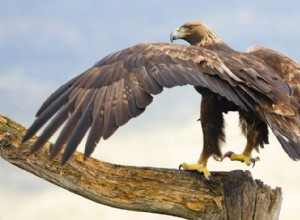 メキシコの国鳥：イヌワシの遺産とアステカの国旗の伝説 