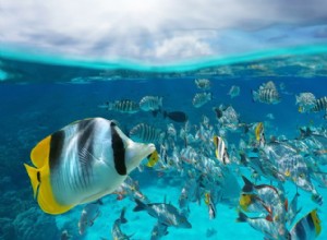 Skola mot stim:Vetenskapen bakom fiskgruppering 