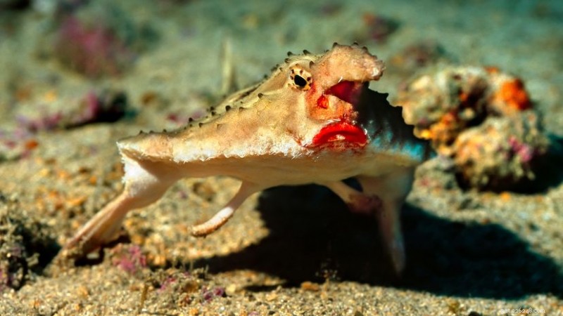 10 specie di pesci più straordinarie:dalle teste trasparenti agli squali elettrici 
