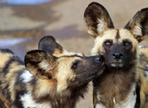 裏庭では見つからない11種の野生の犬 