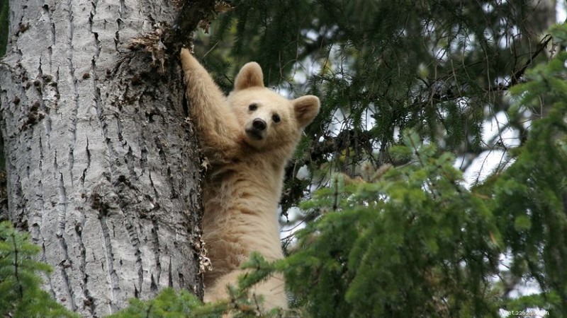 De zeldzame geestbeer van British Columbia:genetica, habitat en natuurbehoud 