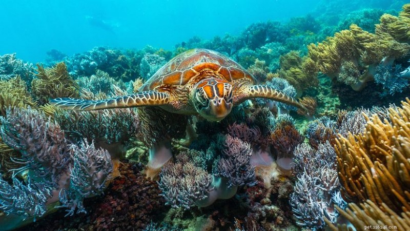 Nove recifes de coral que sustentam comunidades globais 