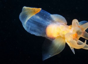 Anjos do mar:predadores minúsculos e transparentes que deslizam como anjos 