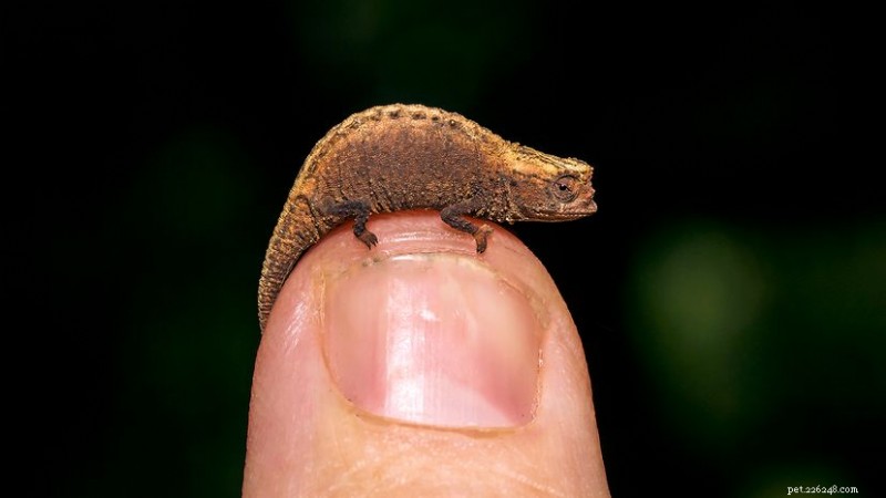 Pequenos titãs:os menores lagartos do mundo e seus habitats vulneráveis 