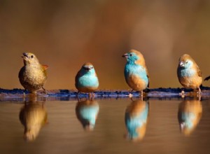 Která skupina zvířat je známá jako „kouzlo“? Příběh za Finches a jejich poetické hromadné podstatné jméno 