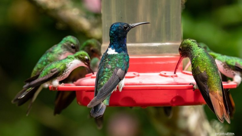 Comment s’appelle un groupe de colibris ? Un bouquet, un charm ou autre chose ? 