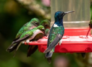 ハチドリのグループは何と呼ばれますか?花束、お守り、それとも何か他のものですか？ 