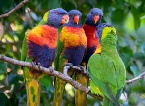 Pandemonium of Parrots:The Science Behind the Wild Collective Noun 