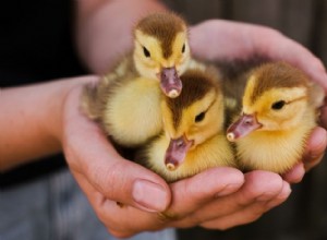 Ducklings의 올바른 집합명사:Brood, Raft 및 Flock에 대한 설명 