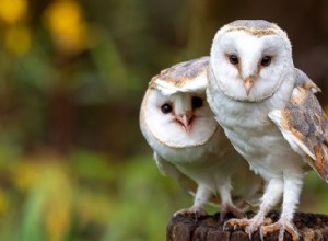 フクロウの集団がなぜ議会と呼ばれるのか:神話の集合名詞の背後にある物語 