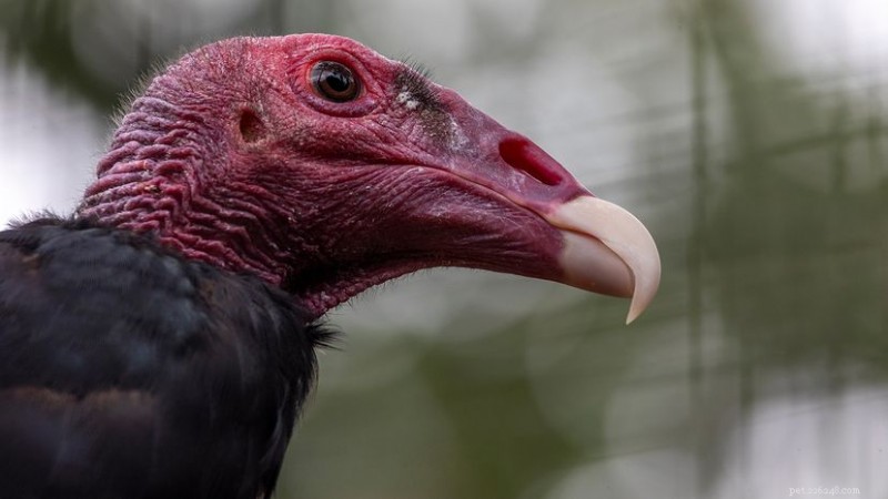 Vad heter en grupp kalkongamar? Namn efter aktivitet 