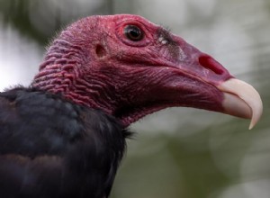 Come si chiama un gruppo di avvoltoi collorosso? Nomi per attività 