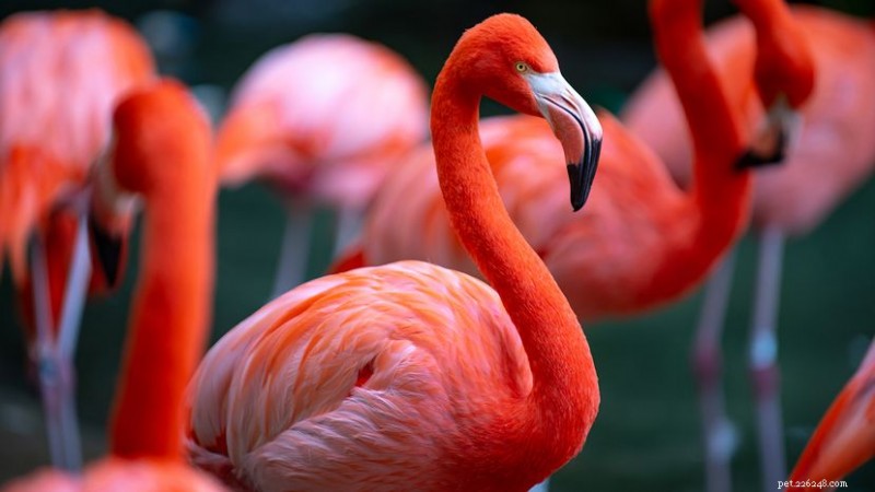 Flamants roses :comment s appelle un groupe et pourquoi ils se tiennent sur une seule jambe 