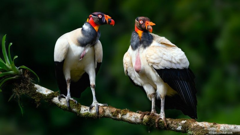 Les 7 oiseaux les plus laids et leurs avantages évolutifs 
