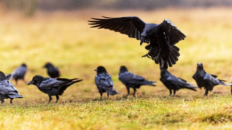 Comment s’appelle un groupe de corbeaux ? Le terme surprenant que vous ne connaissiez pas 