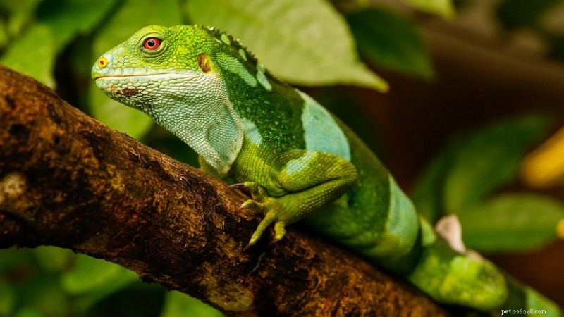 10 lagartos vibrantes que surpreenderão os entusiastas de répteis 