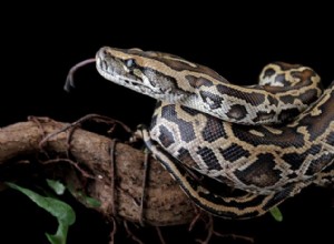 Python と Anaconda:言語とデータ サイエンスの分布の明確な比較 