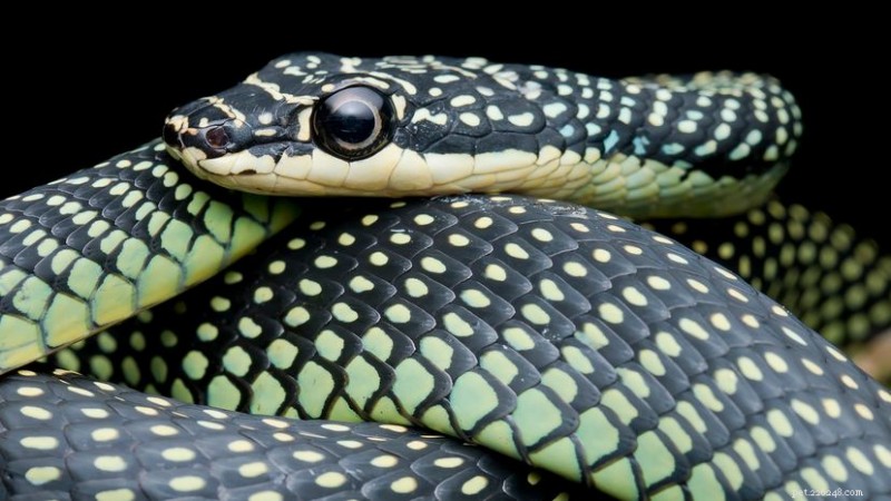 A cobra voadora do paraíso:uma maravilha plana das florestas do sudeste asiático 