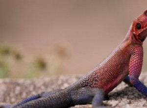 専門家ガイド:野生のトカゲの食べ物とペットの餌の与え方 