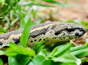Arabisk sandboa:ökengrävande rovdjur som lägger i bakhåll bytesdjur under sanden 