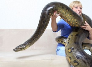 Zelená anakonda držící rekordy:Nejtěžší had na Zemi 