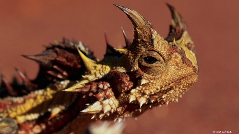 Jak Thorny Devils mistrovsky sbírají vodu bez hnutí 