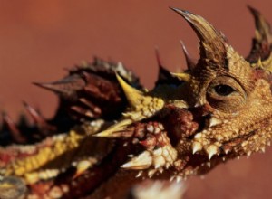 Jak Thorny Devils mistrovsky sbírají vodu bez hnutí 