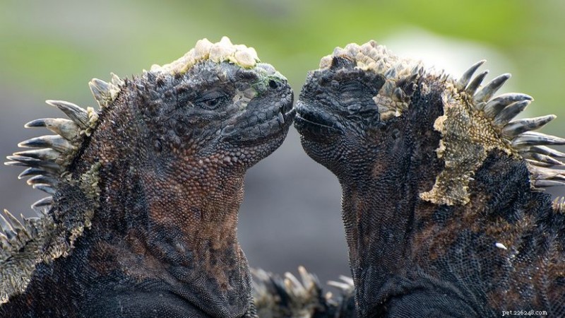 Iguana Marinha:O Único Lagarto Marítimo de Galápagos – Biologia, Comportamento e Conservação 