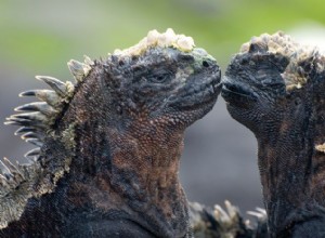Marine Iguana:Galápagos enda sjöfarande ödla – biologi, beteende och bevarande 
