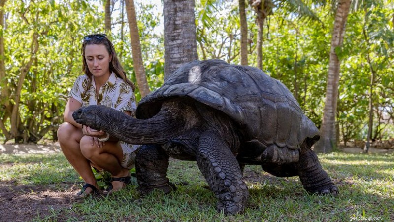 Reuzenschildpadden:de blijvende reuzen van de  Galápagos  in de Indische Oceaan 