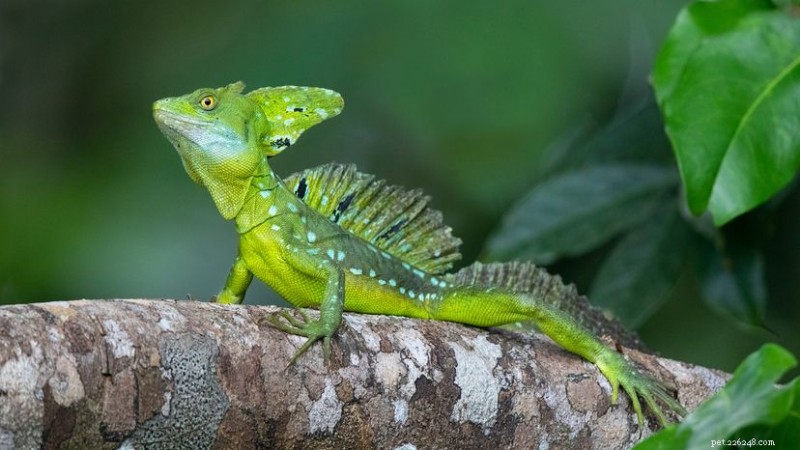 Lagarto Basilisco – O ‘Lagarto Jesus Cristo’ que anda na água explicado 