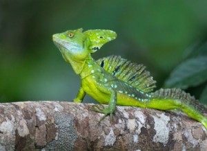 Basilisk Lizard – Den vattengående  Jesus Christ Lizard  förklaras 
