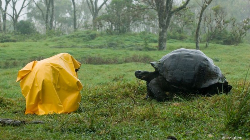 Tartaruga de Galápagos:o gigante icônico de quase 1.000 libras 